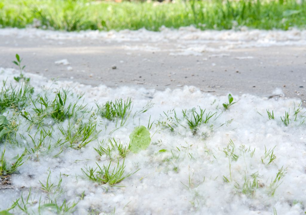 La acumulación de pelusas de álamo en las calles de algunas ciudades chinas se ha convertido en un verdadero problema de salud y seguridad públicas.