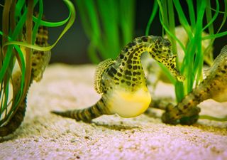 Video: el fascinante baile de unos caballitos de mar en Australia
