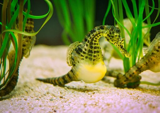 Video: el fascinante baile de unos caballitos de mar en Australia