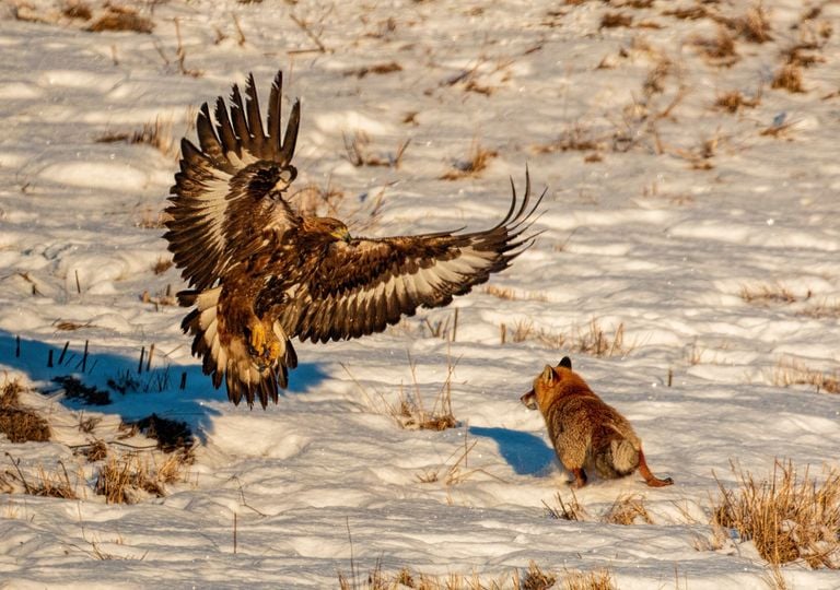 Viral en redes sociales: impresionante duelo entre un &aacute;guila imperial y un zorro en la Sierra de Madrid; aqu&iacute; el v&iacute;deo