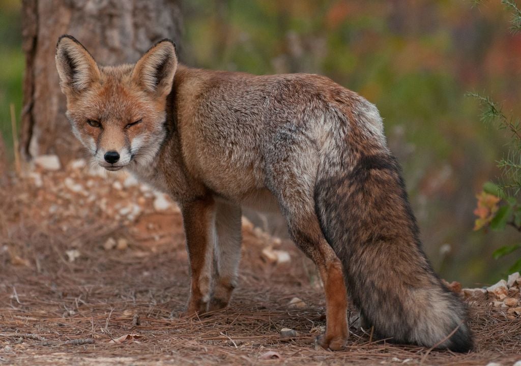 El zorro común es una especie habitual en la sierra madrileña.