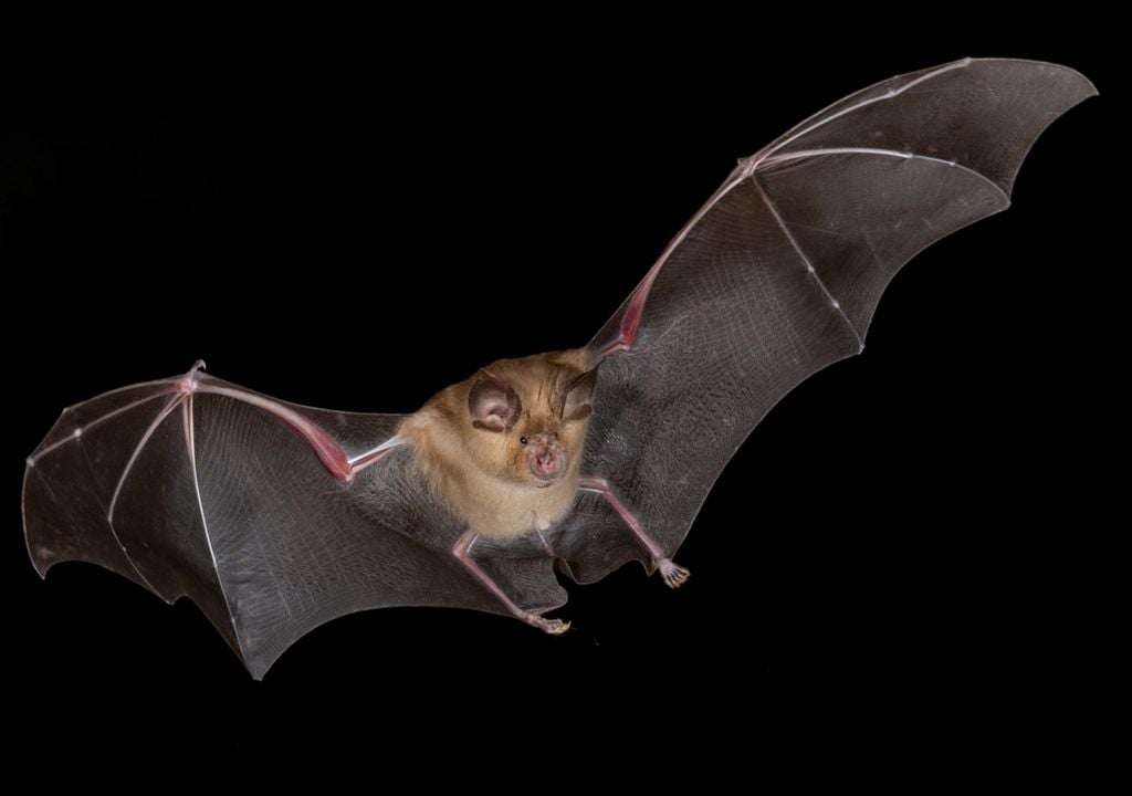 Murciélago de herradura grande (Rhinolophus ferrumequinum), en pleno vuelo.