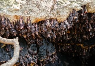Un "tornado di pipistrelli" emerge da una grotta in Messico: un fenomeno naturale che affascina il mondo