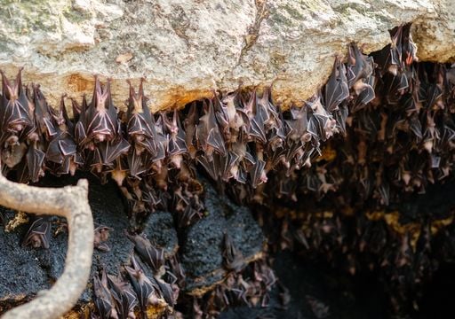 Un "tornado di pipistrelli" emerge da una grotta in Messico: un fenomeno naturale che affascina il mondo