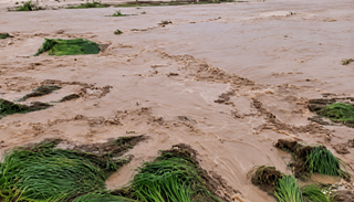 Lluvias torrenciales e inundaciones s&uacute;bitas devastan las plantaciones de arroz en Izeh, en el oeste de Ir&aacute;n