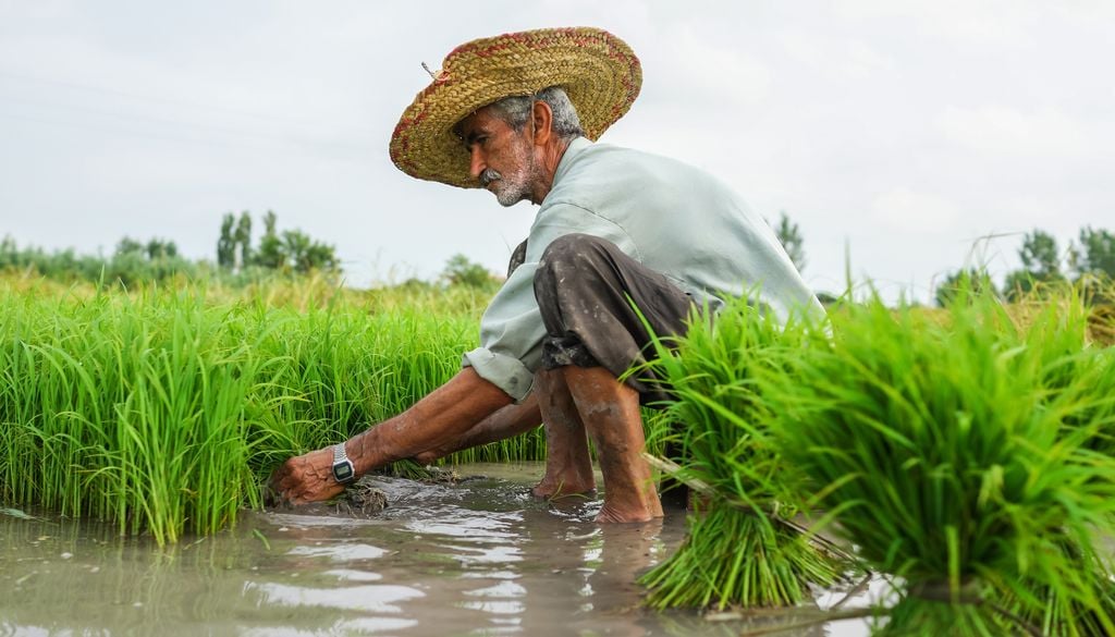 Agricultor en una plantación de arroz, el principal cultivo en Izeh, Irán.