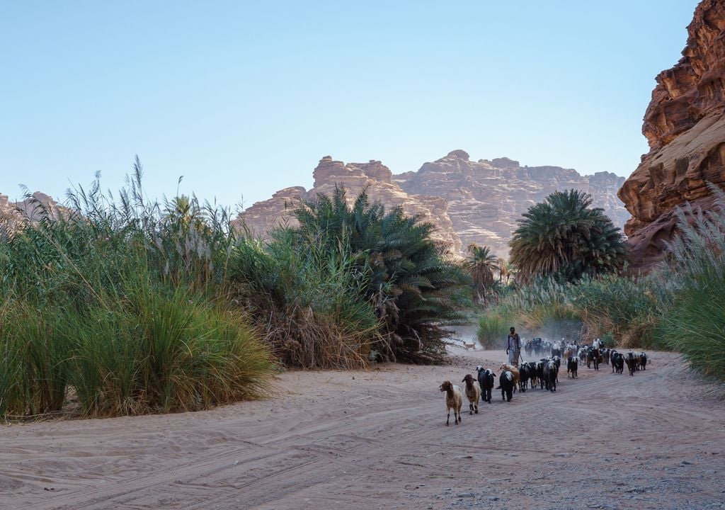 Un pastor y su rebaño de cabras atraviesan el Wadi Al Disah, en Arabia Saudí.