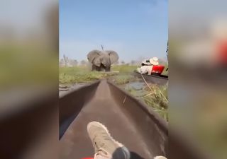 Vídeo viral: elefante enfurecido ataca turistas num safari no Delta do Okavango, no Botswana