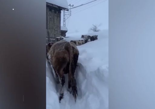 Video: varias vacas se abren paso entre una gran nevada en Karab&uuml;k, Turqu&iacute;a