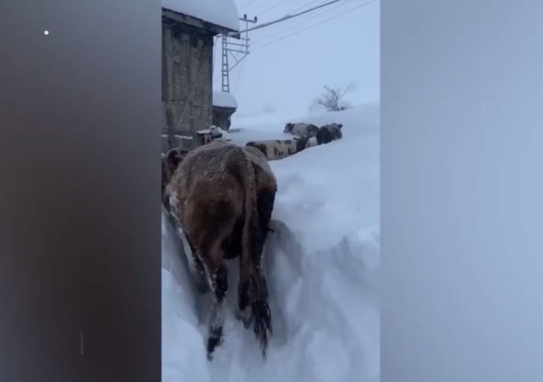 Video: varias vacas se abren paso entre una gran nevada en Karab&uuml;k, Turqu&iacute;a