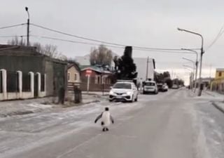 Video viral: por el frío polar que azota a la Patagonia, un pingüino apareció caminando por las calles de Río Grande
