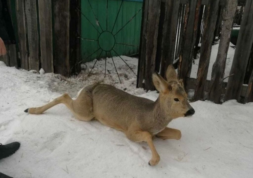 Durante la migración, los corzos suelen quedar atrapados en las vallas al entrar en zonas pobladas.