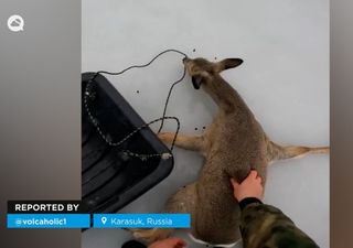 Video viral: rescatan a decenas de corzos en un lago helado en Karasuk, Rusia
