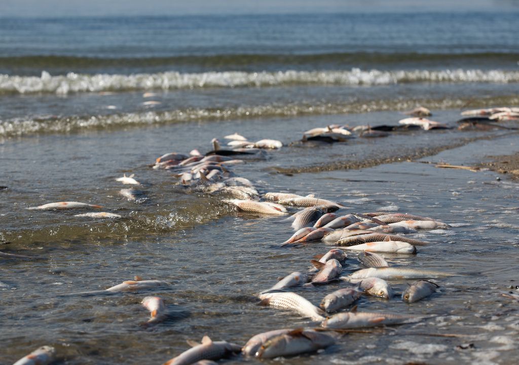 Peces muertos Peces muertos