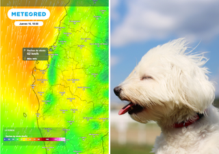 Viento Puelche azotará a Chile centro sur este jueves 16 de octubre: rachas de hasta 60 km/h en la Región de Biobío