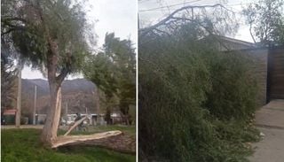 Viento raco golpea a la RM: fuertes rachas dejan &aacute;rboles ca&iacute;dos y m&aacute;s de 30 mil clientes sin luz