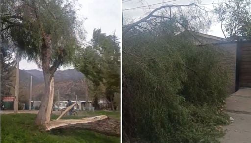 Viento raco golpea a la RM: fuertes rachas dejan &aacute;rboles ca&iacute;dos y m&aacute;s de 30 mil clientes sin luz