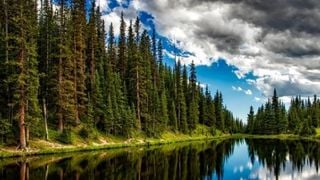 Vigilancia y gestión de los bosques para frenar el cambio climático