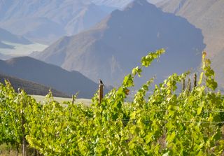 Viñas biodinámicas en Chile: 4 proyectos que debes conocer hoy