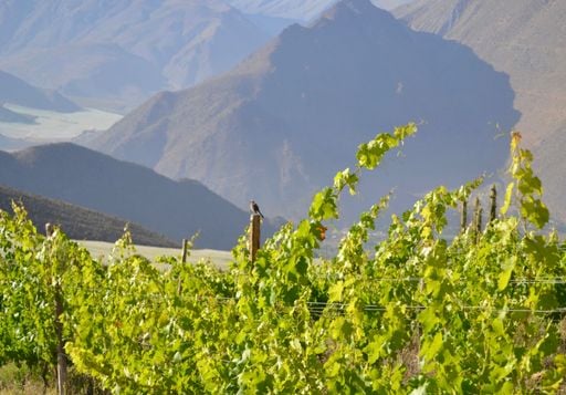 Vi&ntilde;as biodin&aacute;micas en Chile: 4 proyectos que debes conocer hoy