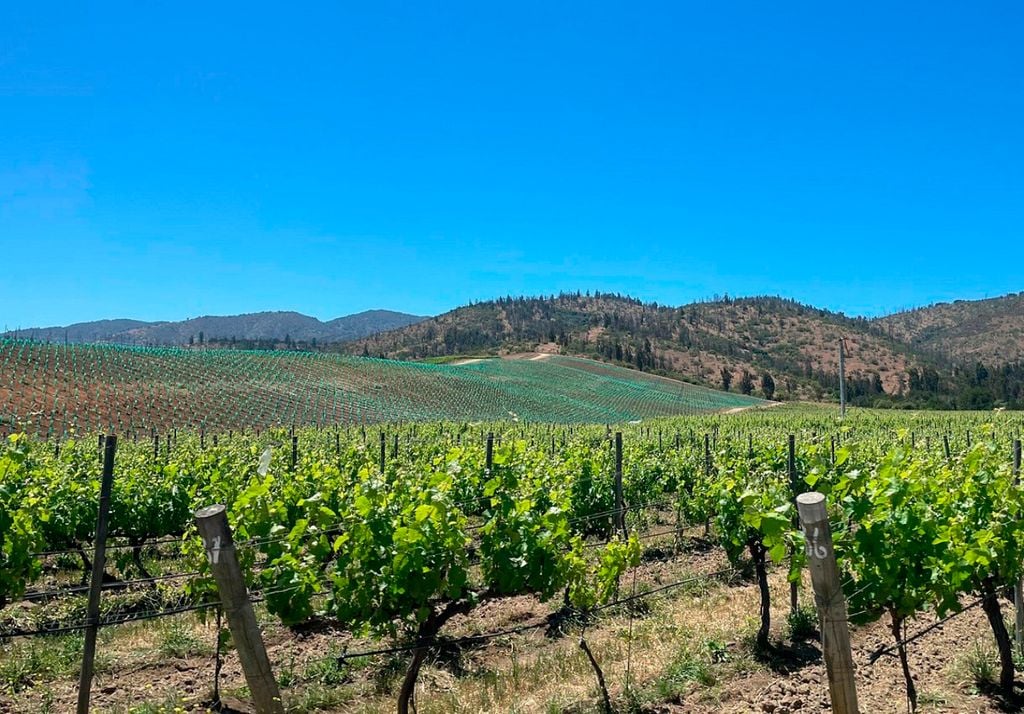 matetic Matetic es un referente de la viticultura orgánica y biodinámica en el Valle de San Antonio.Imagen: Matetic