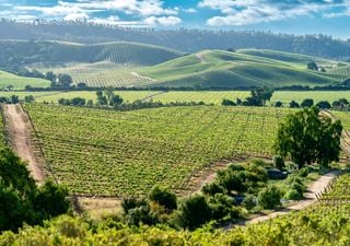 Viñedos, comida casera y paisajes dorados: el valle cerca de Santiago perfecto para una escapada otoñal