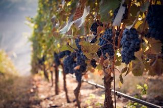 ¿Cómo están lidiando los viñedos portugueses con el cambio climático?