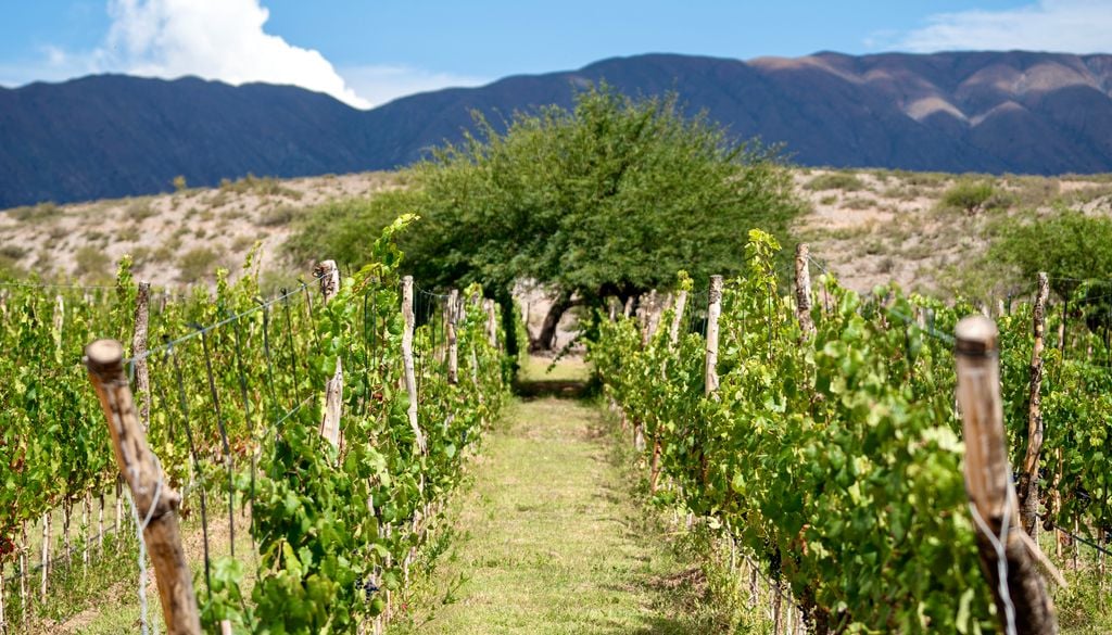 Chile cuenta con diversas viñas dedicadas a la producción de vinos de altura.