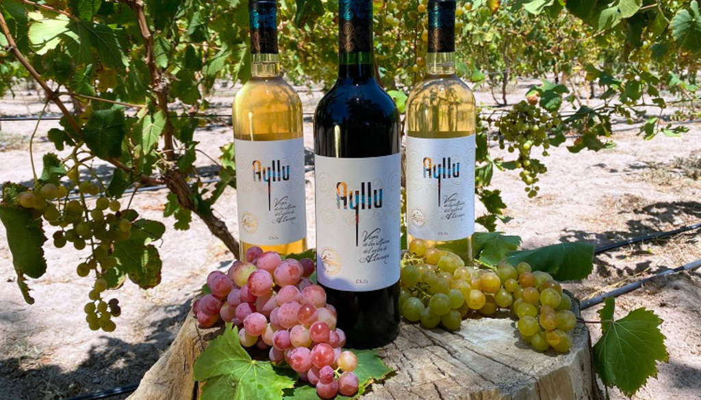 Los vinos Ayllu tienen una salinidad y mineralidad muy distintiva. Crédito: Instituto de Desarrollo Agropecuario de Chile.