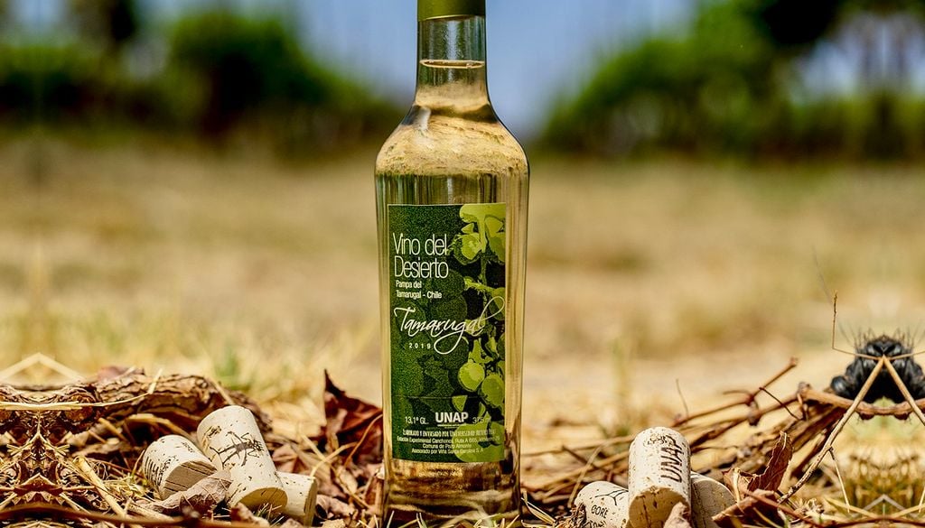 La Cepa Tamarugal, la primera cepa vinífera 100% de origen chileno inscrita ante el SAG. Crédito: vinodeldesierto.cl