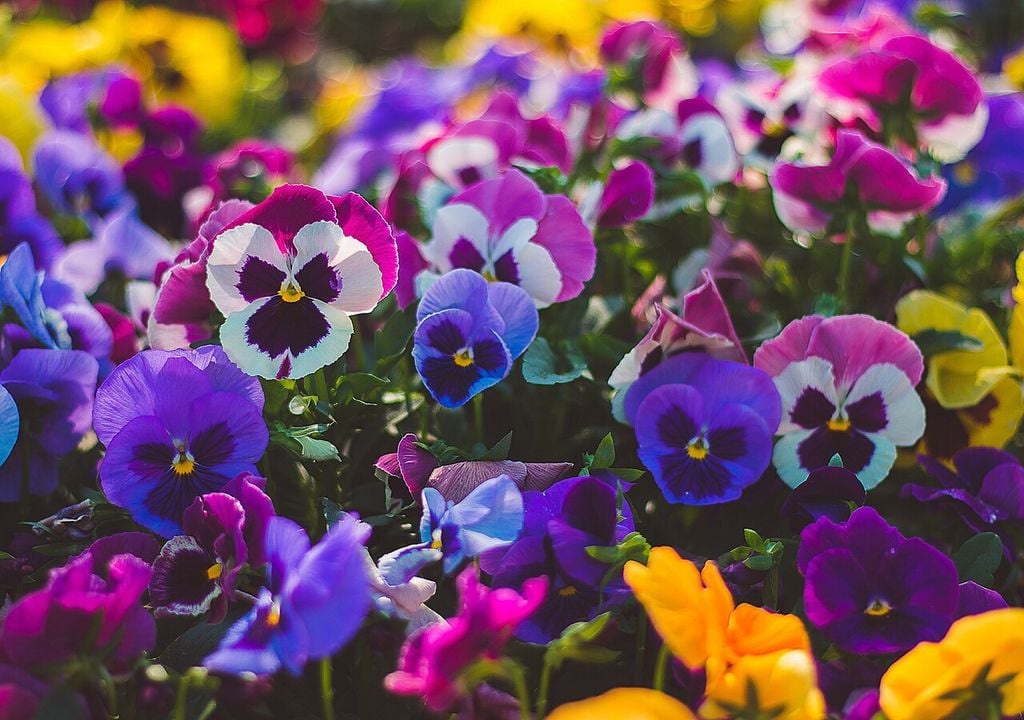 La fioritura delle viole è una delle più lunghe e durature nell'ambito del giardinaggio ornamentale: va dall'autunno alla primavera inoltrata