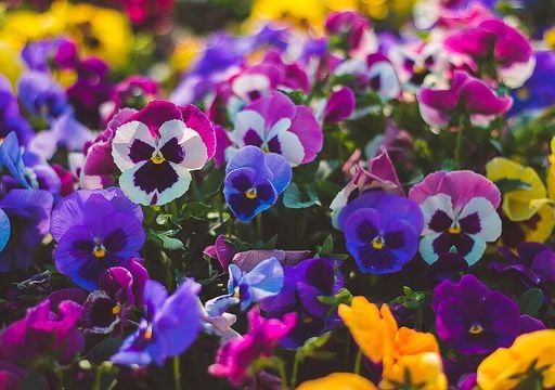 Viola del pensiero: come ottenere una fioritura spettacolare in primavera