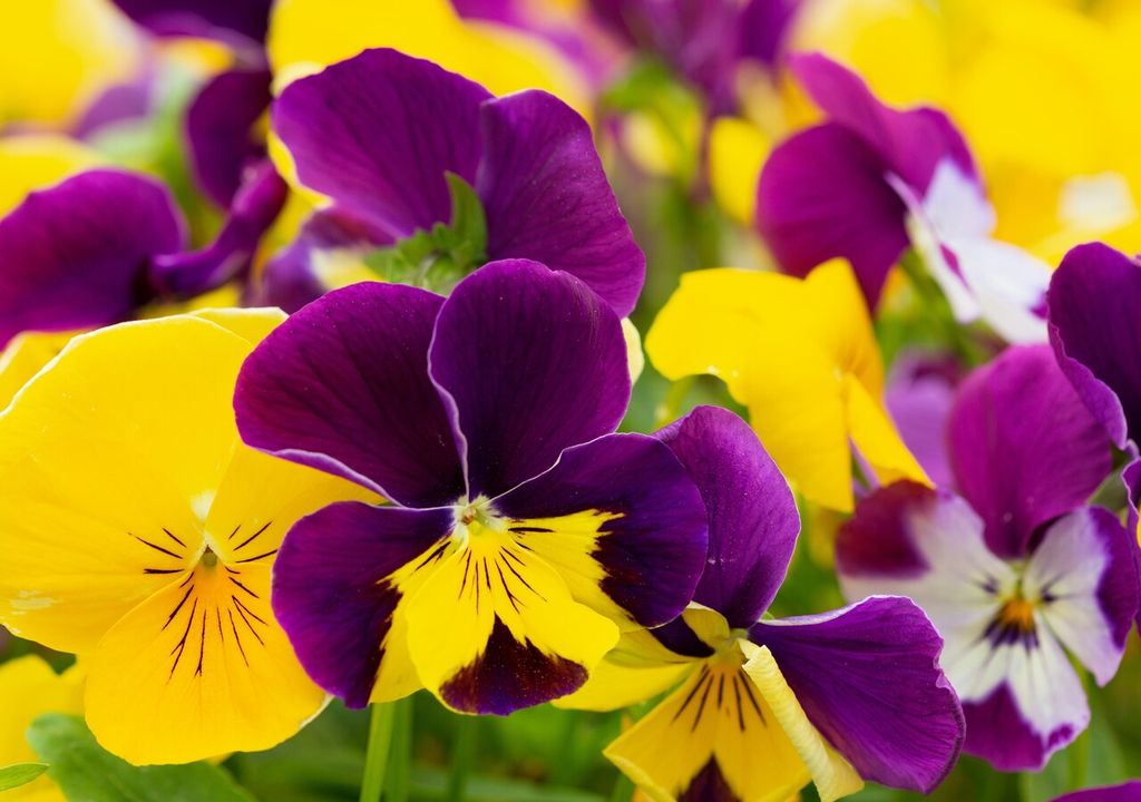 Le viole sopportano bene il freddo e leggere gelate, mentre soffrono il caldo intenso e prolungato