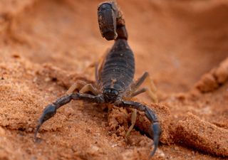 Violenti temporali scoppiano nel cuore del Sahara, a Kufra scatta l'emergenza scorpioni