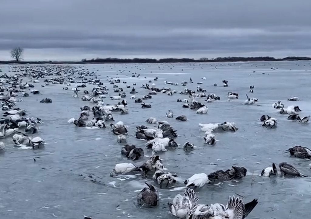 Gansos congelados lago