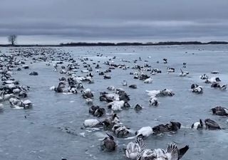 Viral en redes sociales, ¿es cierto que han muerto cientos de gansos en un lago de China por el frío extremo?