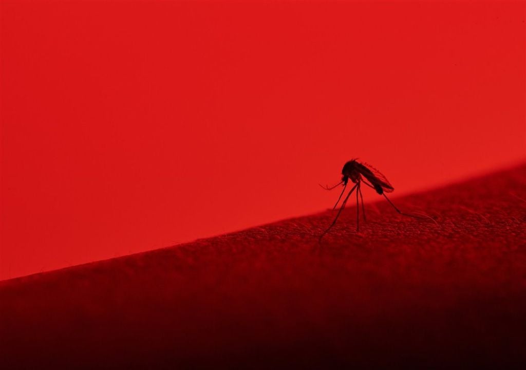 Vírus Dengue e Zika