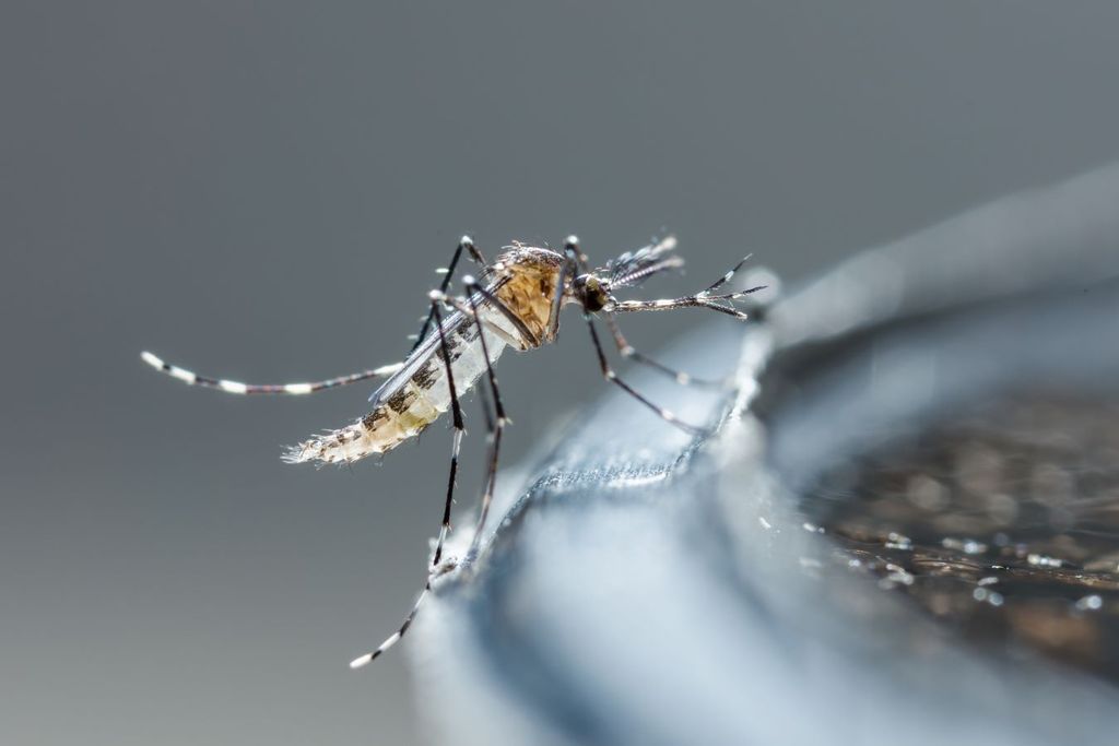 El agua limpia estancada es el principal caldo de cultivo del mosquito transmisor. El agua limpia estancada es el principal caldo de cultivo del mosquito transmisor.
