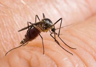 Virus del Nilo Occidental: síntomas, tratamiento y cómo evitar la transmisión por mosquitos de la enfermedad