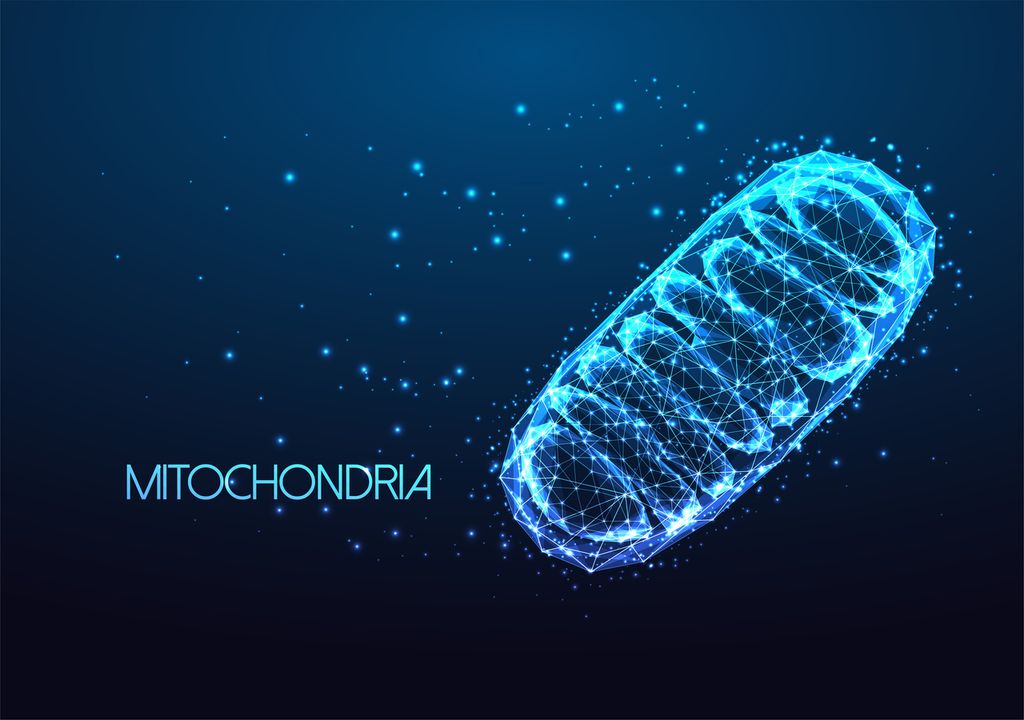 mitochondria