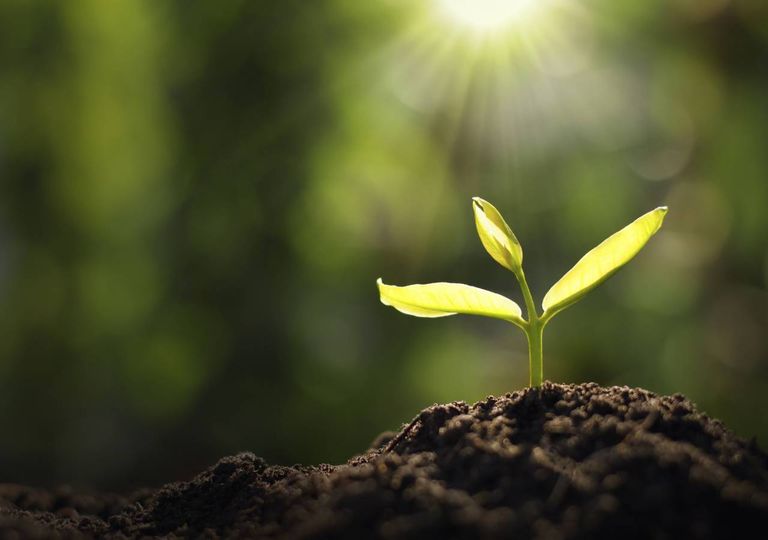 planta terra vida sol solo planeta planta terra vida sol solo planeta