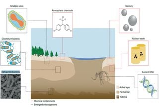 Virus y bacterias podrían liberarse a través del permahielo