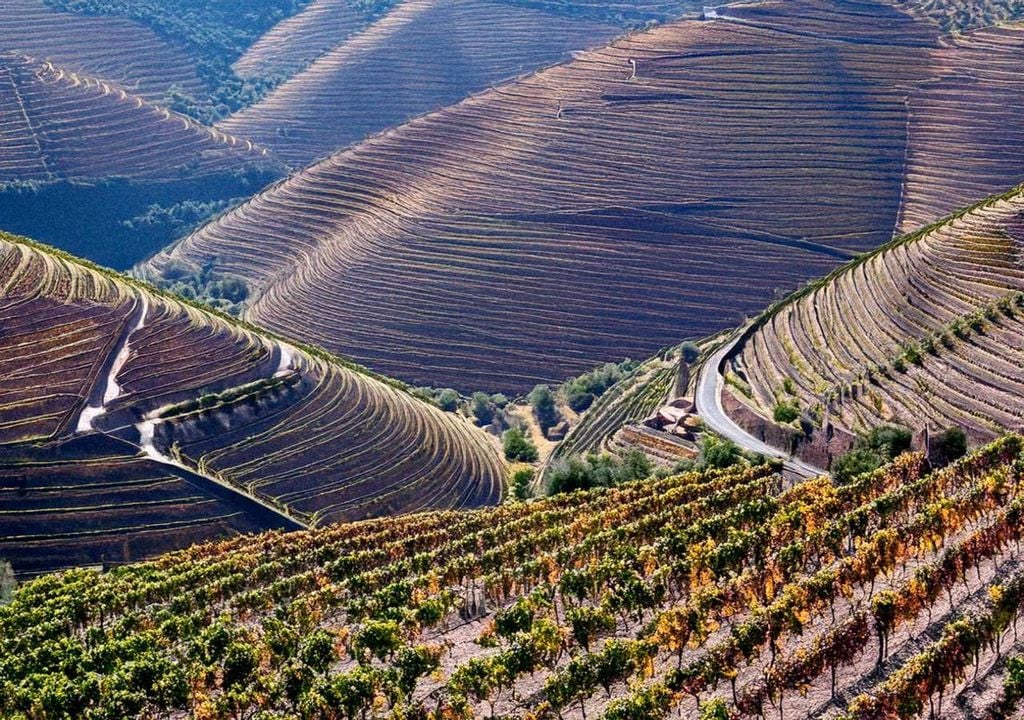 Vinhas no Douro Vinhas no Douro