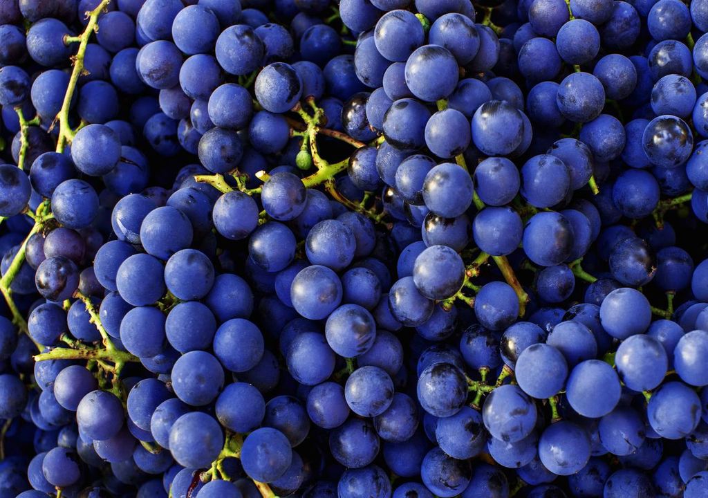 Uvas