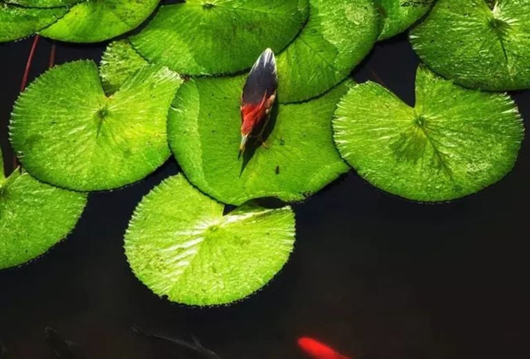 Vit&oacute;ria-r&eacute;gia: a maior planta aqu&aacute;tica da Amaz&ocirc;nia e tesouro natural brasileiro