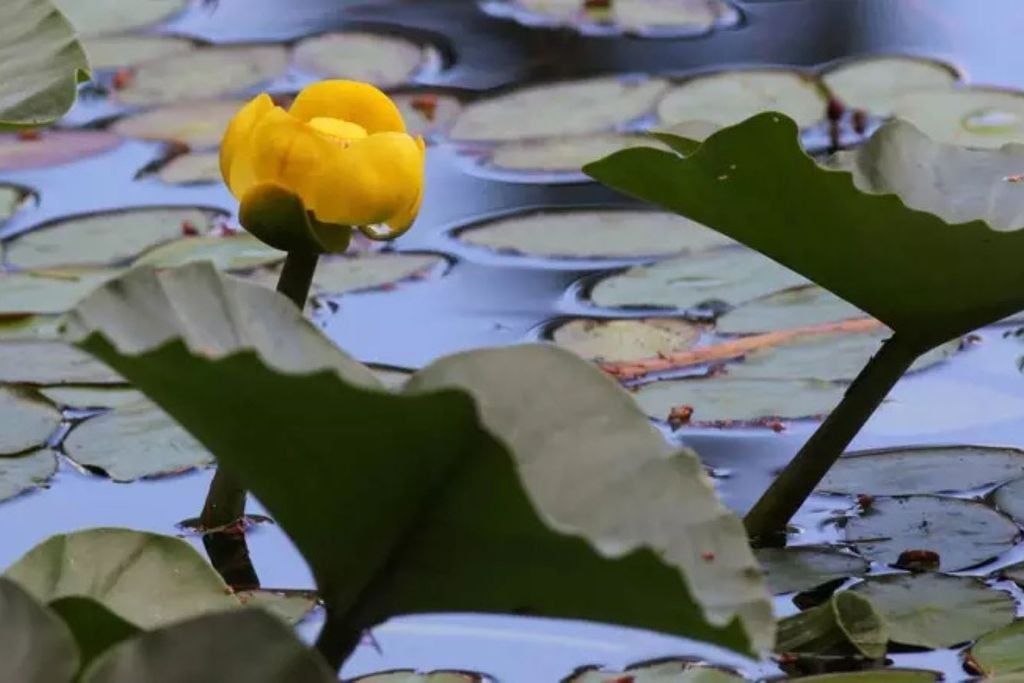 Mais que símbolo amazônico, a vitória-régia é um pequeno habitat flutuante que abriga peixes, insetos e ajuda a manter o equilíbrio dos ecossistemas aquáticos – depositphotos.com / randimal Mais que símbolo amazônico, a vitória-régia é um pequeno habitat flutuante que abriga peixes, insetos e ajuda a manter o equilíbrio dos ecossistemas aquáticos – depositphotos.com / randimal