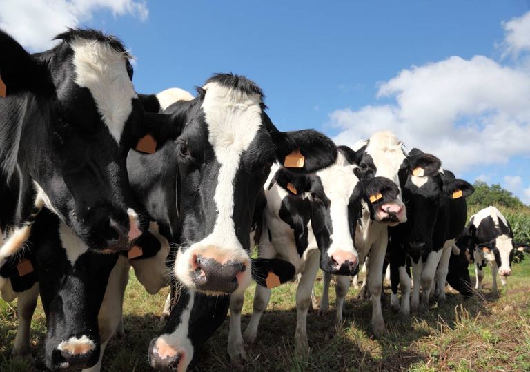 gado; vacas; metano; clima gado; vacas; metano; clima