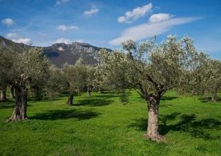 ¿Vives en una zona seca? Olivos y otros árboles que no necesitan agua para crecer