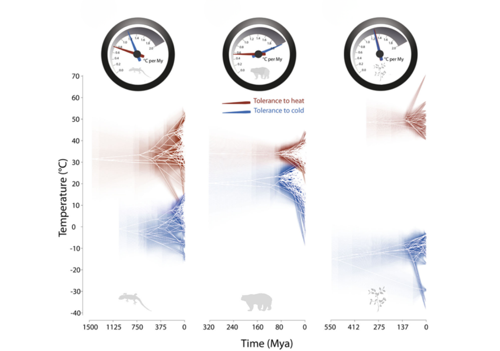 tolerancia; estres termica; temperatura; evolucion; adaptacion; biodiversidad; ecologia