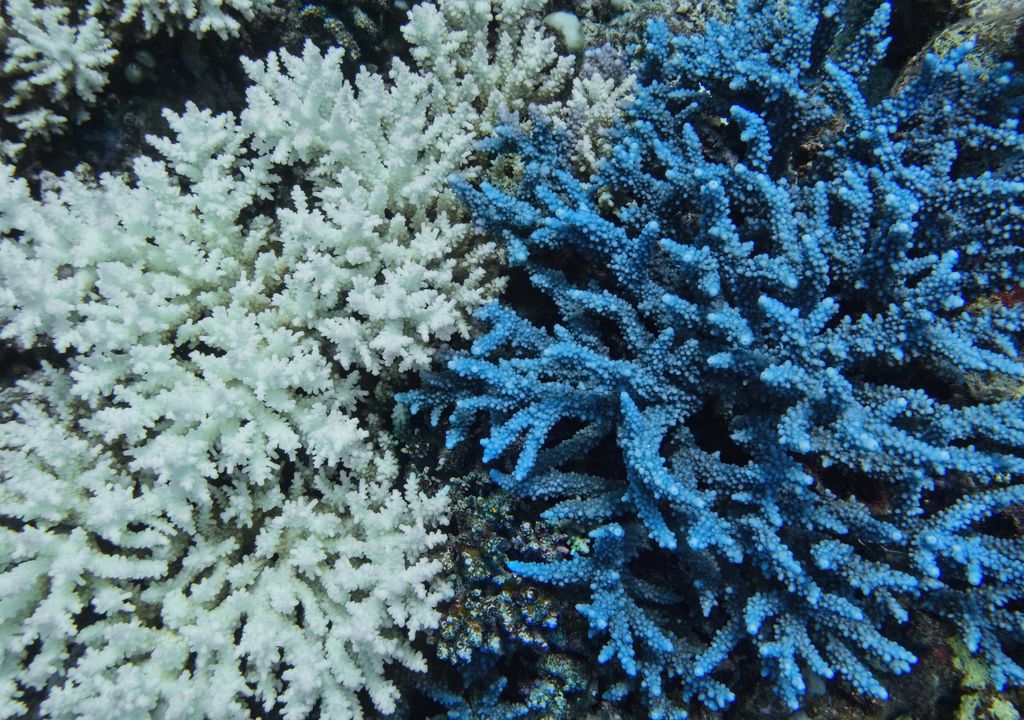 tolerancia; calor; calentamiento global; altas temperaturas; crisis ambiental; ecologia; oceano